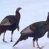 two turkeys in hunting field