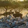 a group of deers