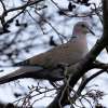 a dove sitting on branch