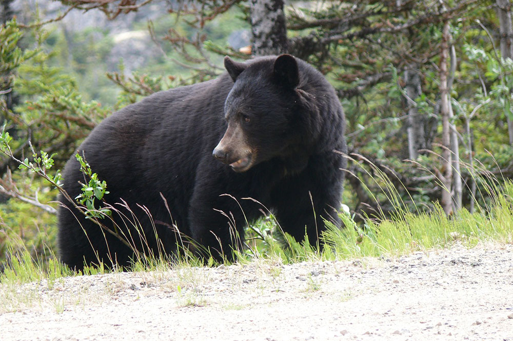 A black bear is foraging in the forest