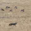 Coyotes pack are in the field