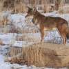 A coyote is standing on rock