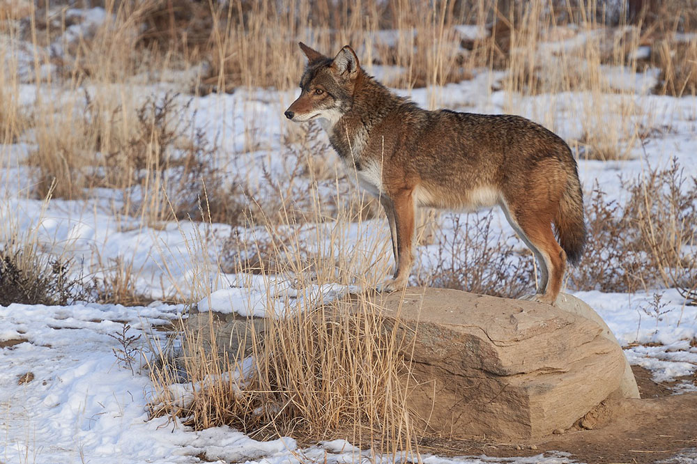 A coyote is standing on rock