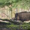 wild boar in the forest