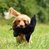 A hunting dog is retrieving a pheasant