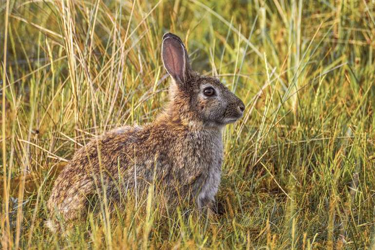 Rabbit Hunting 101: How to Hunt Rabbits - Kalkal