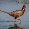 A pheasant is walking in the wetlands