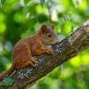 A squirrel is foraging in the tree