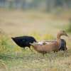 Ducks are strolling in the grass