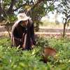 A woman is harvesting on the farm