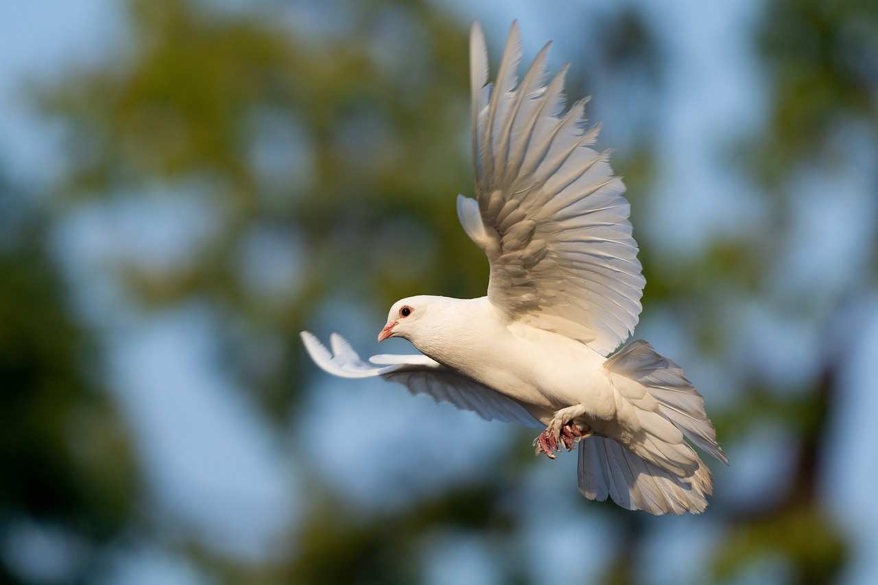 dove hunting gear - kalkal