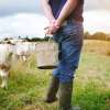 kalkal-work boots for butchers at a barn