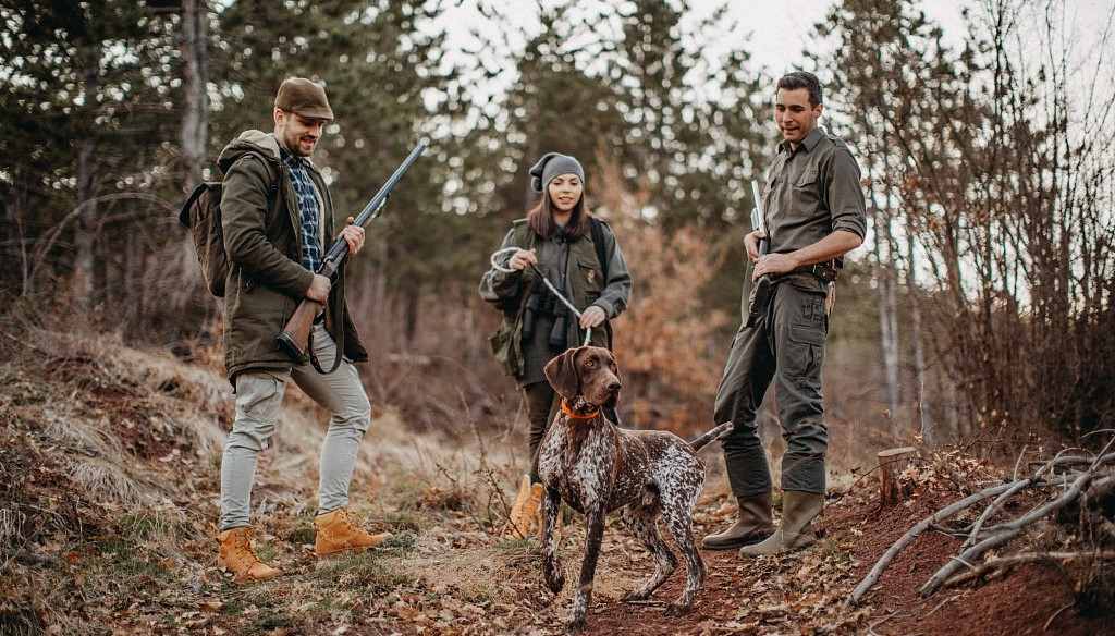 hunters is hunting with dogs