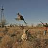 hunting birds in Florida dove season