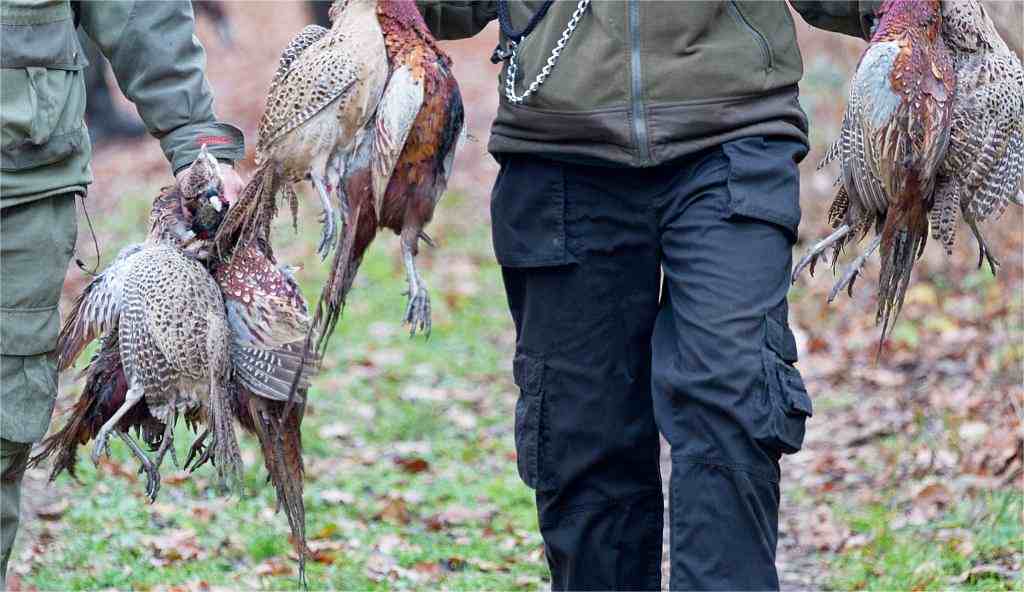 hunt pheasants in Kansas