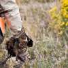 hunt turkey in Michigan