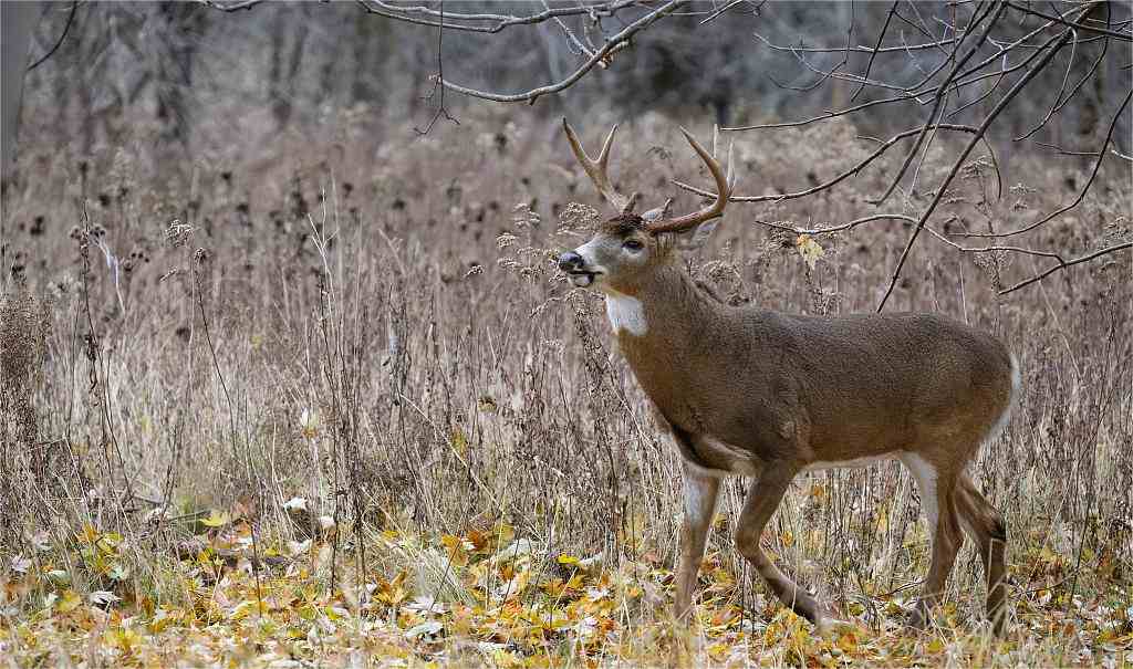 Everything About Wisconsin Deer Hunting Seasons In 2024 Kalkal