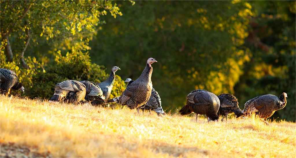 turkeys in the roosting area