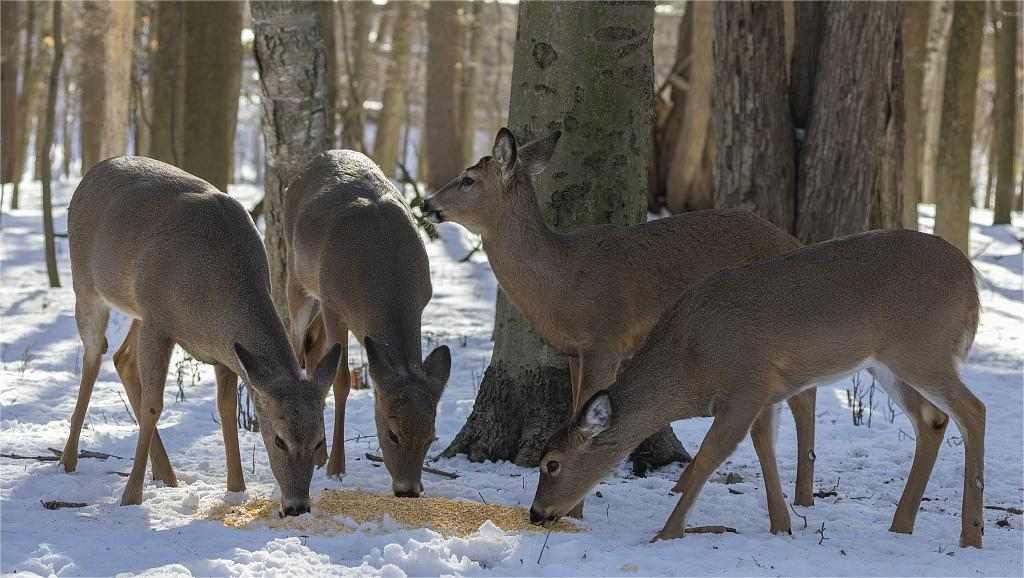 Deer are eating Deer Attractant