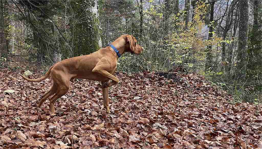 a dog for hunting deer