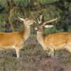 two deer during rutting season