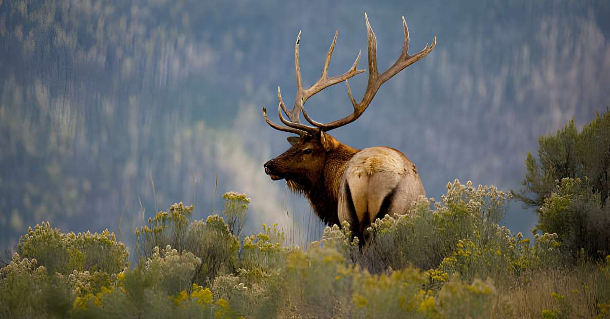 Colorado elk