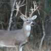 a drop tine deer in the field