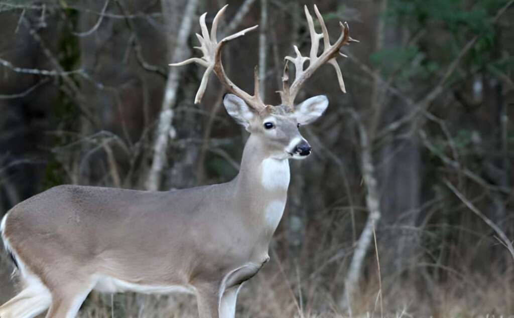 a drop tine deer in the field