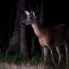 are deer nocturnal