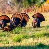 best time to turkey hunt