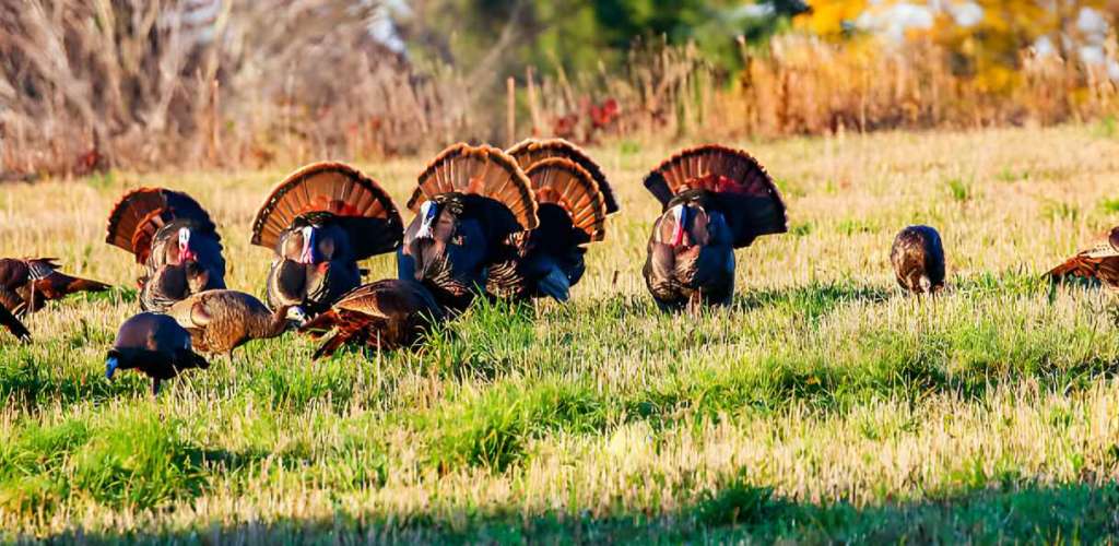 best time to turkey hunt