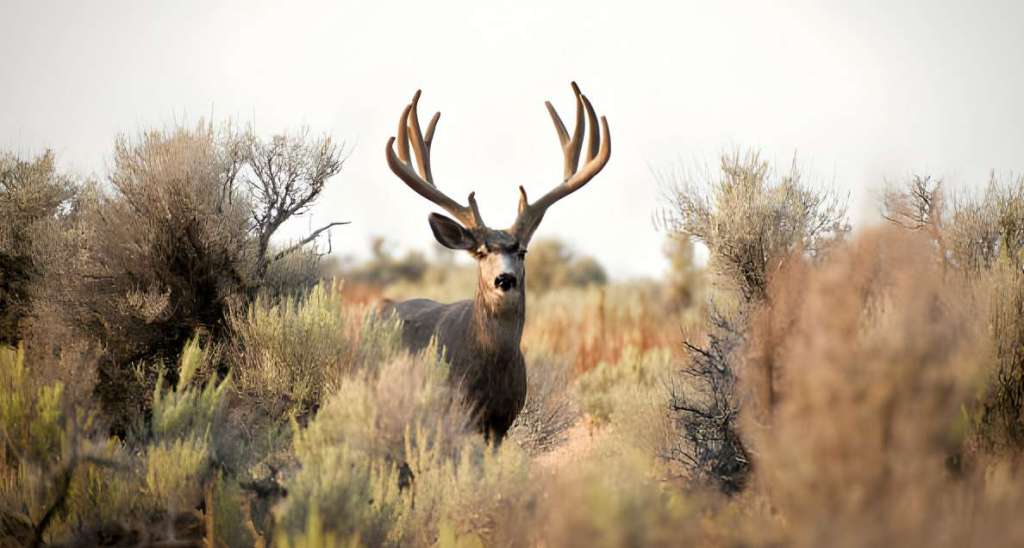 deer hunt in Oregon