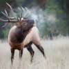 elk in New Mexico