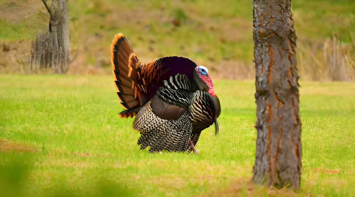 hunt turkey in wyoming