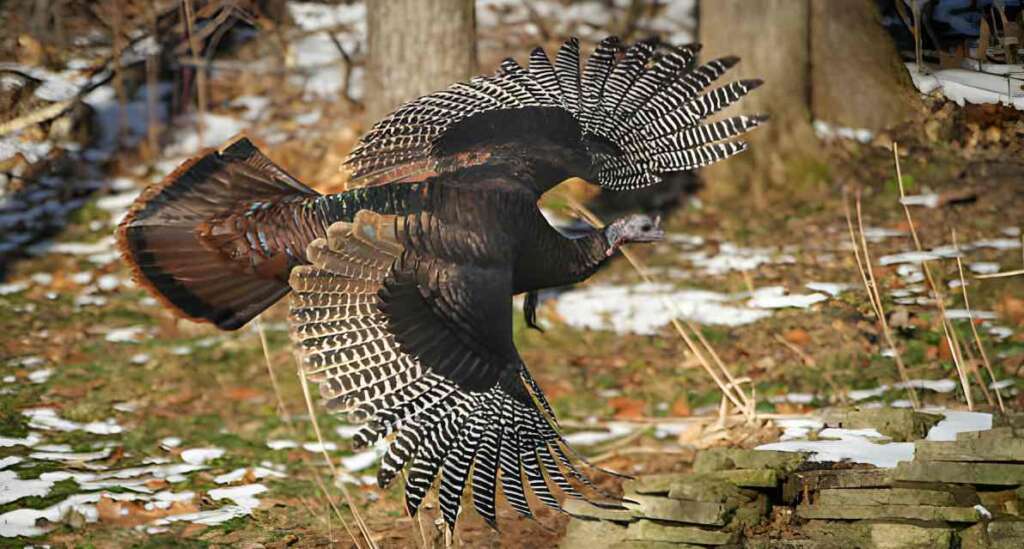 turkey hunting in Iowa