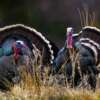 Merriam's Wild Turkey