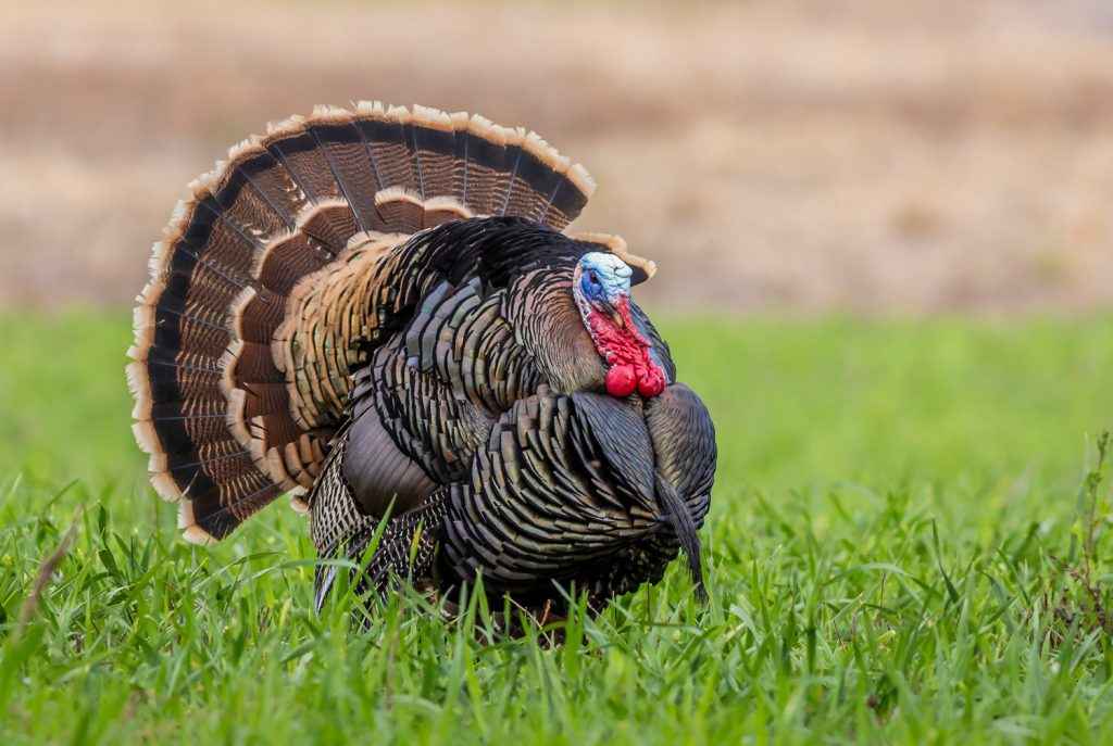 Rio Grande Wild Turkey