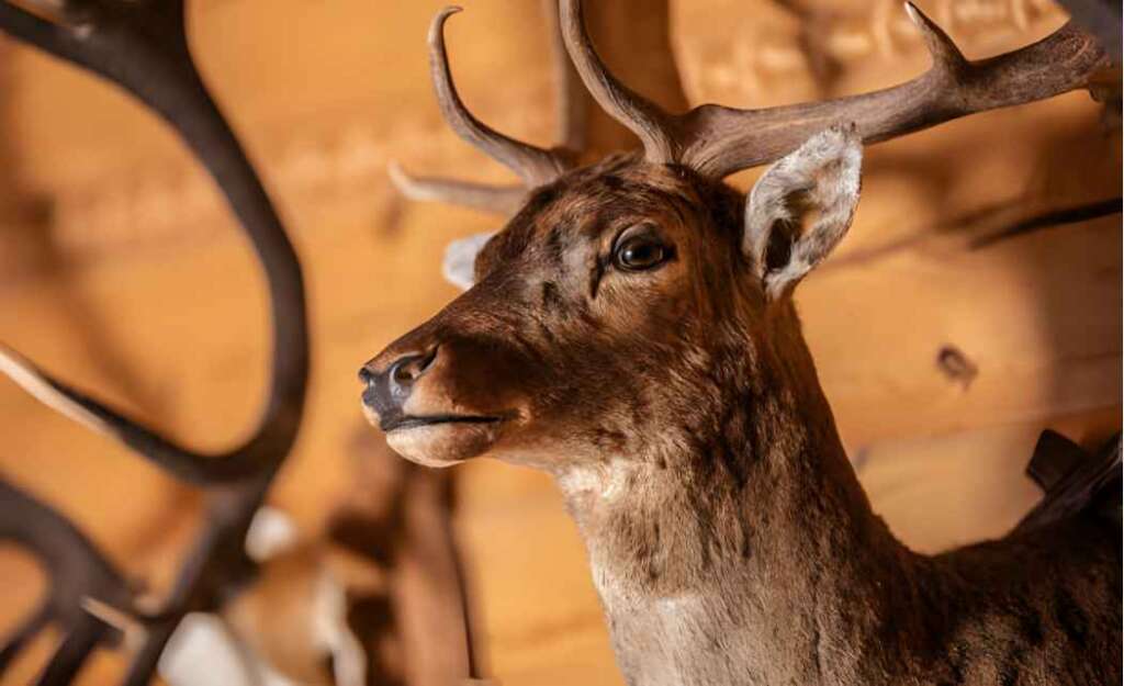 deer head mount