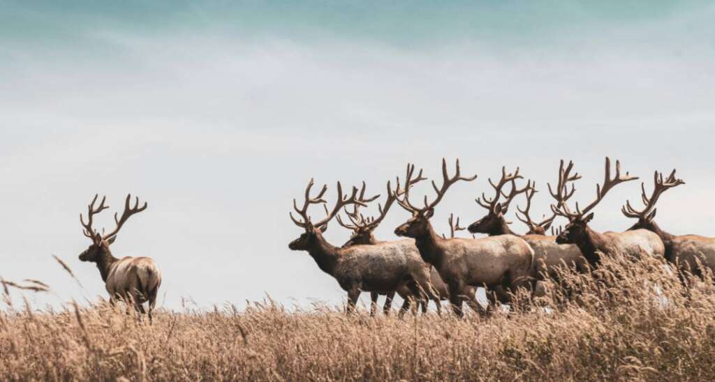 elk species