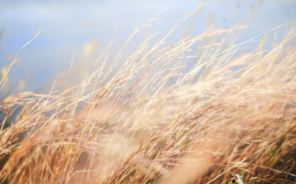 milkweed for hunting in the wind