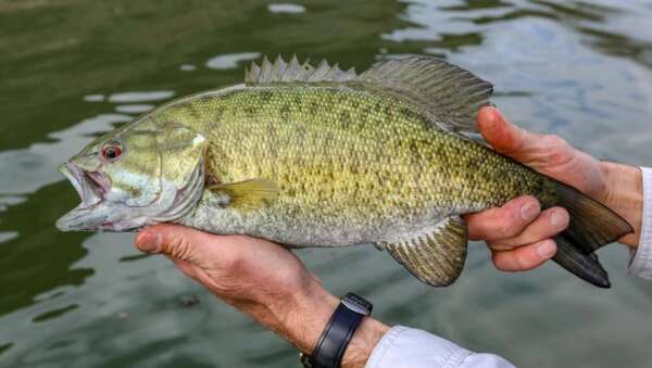 Do Smallmouth Bass Have Red Eyes? Quick Answer - Kalkal