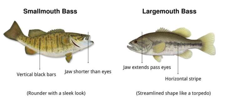 Largemouth Vs Smallmouth Bass Key Differences Kalkal