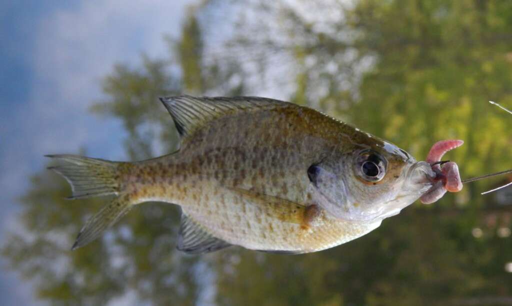 Coppernose Bluegill Fishing