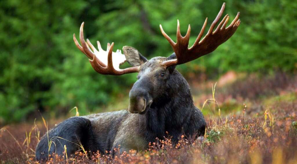 hunting a moose