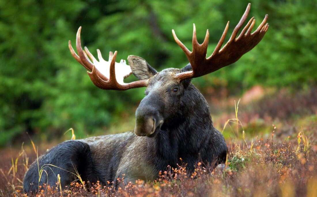 hunting a moose