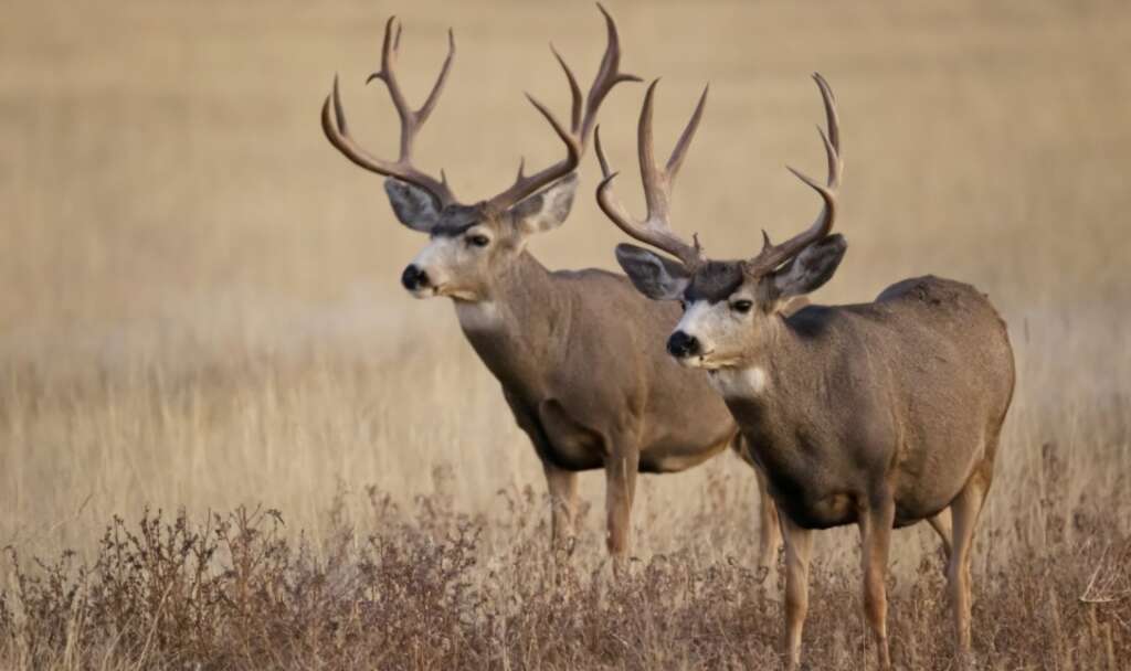 deer in new york