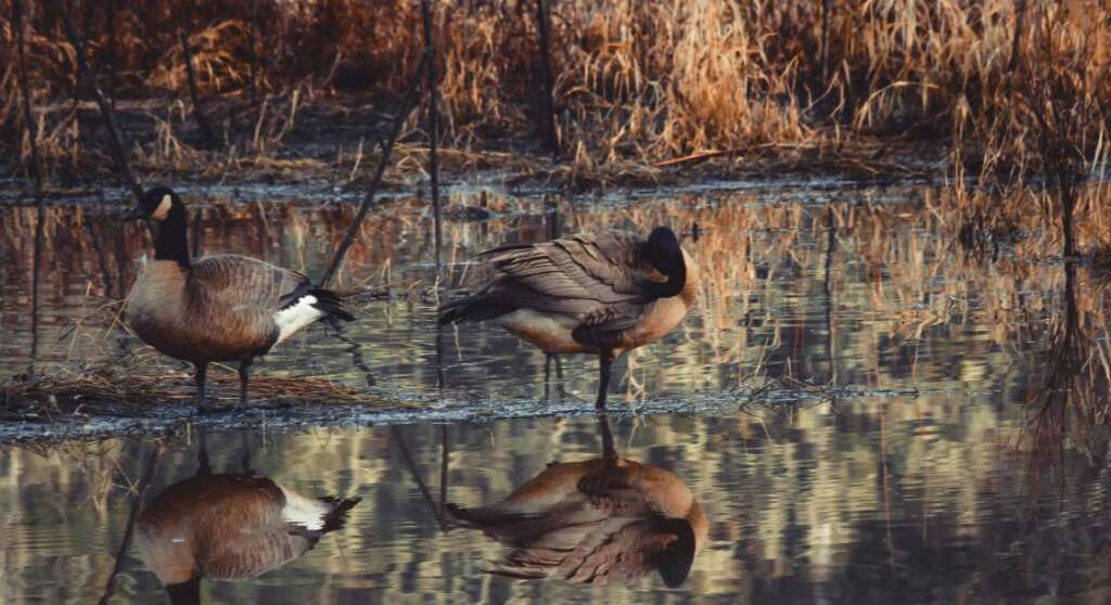 duck hunting in Pennsylvania