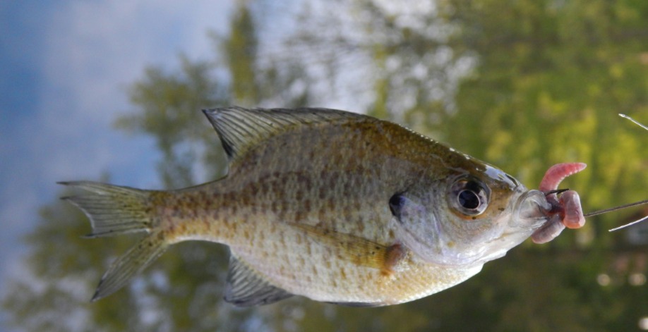 how to fish a coppernose bluegill