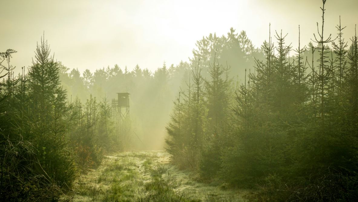 hunt in Idaho forest