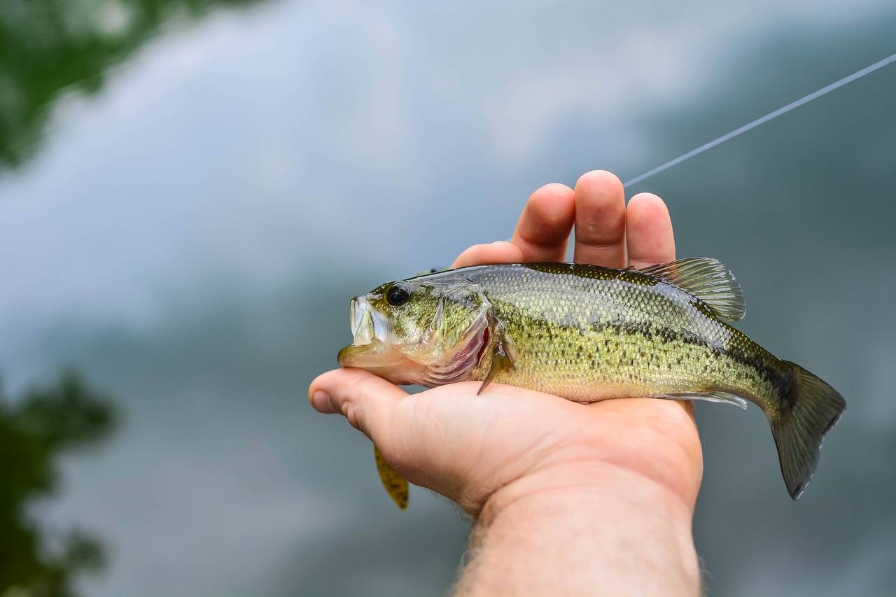 image of largemouth bass